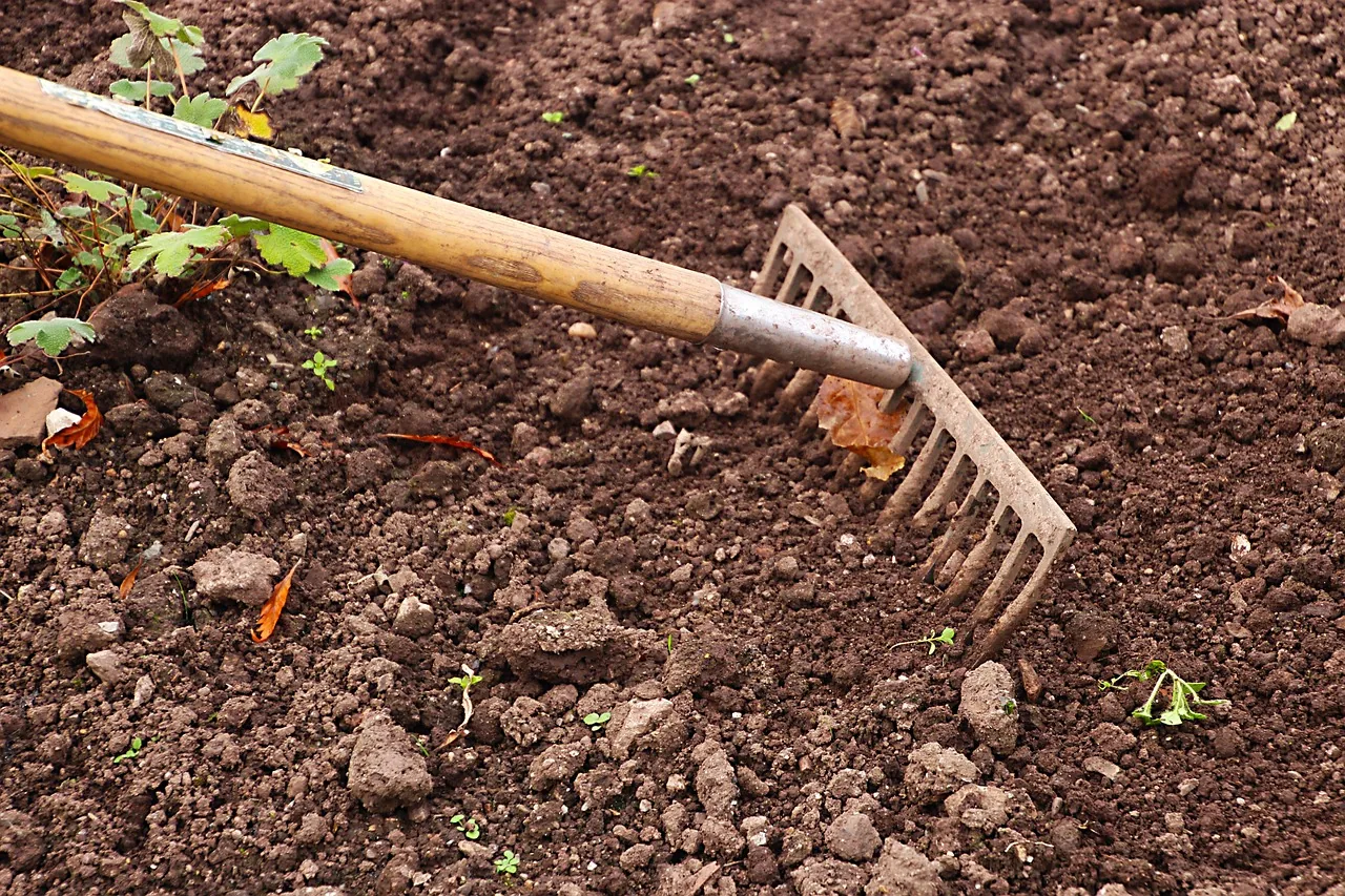 A garden rake on the soil