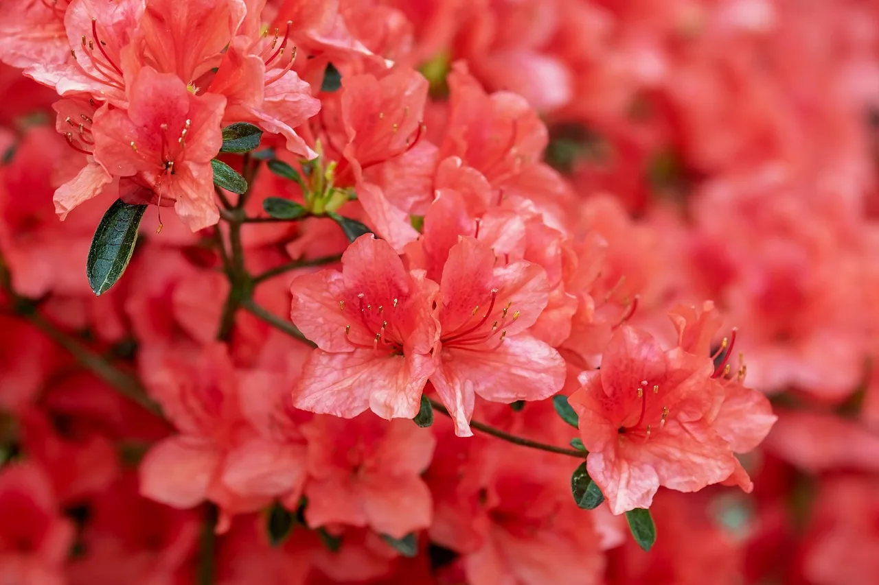 Orange Azaleas flowers