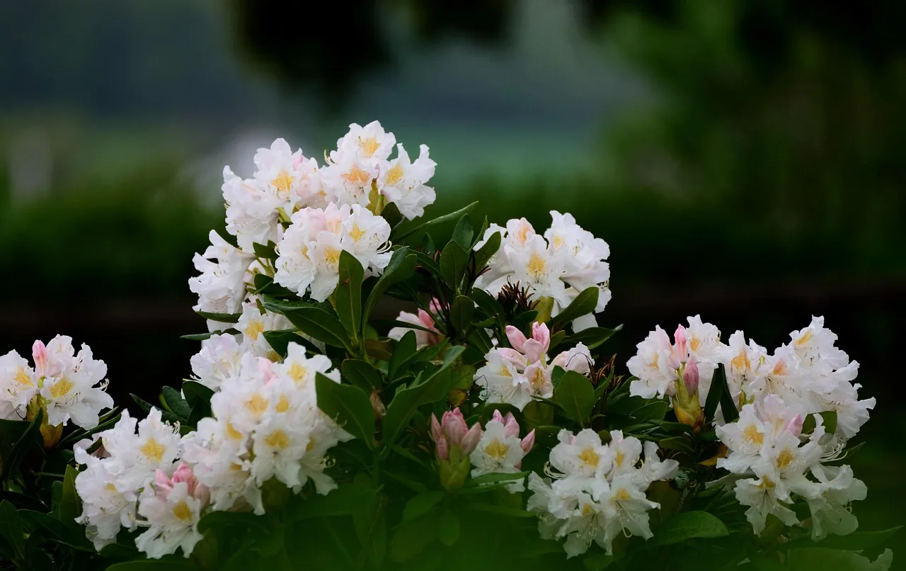 White Rhododendron flowers
