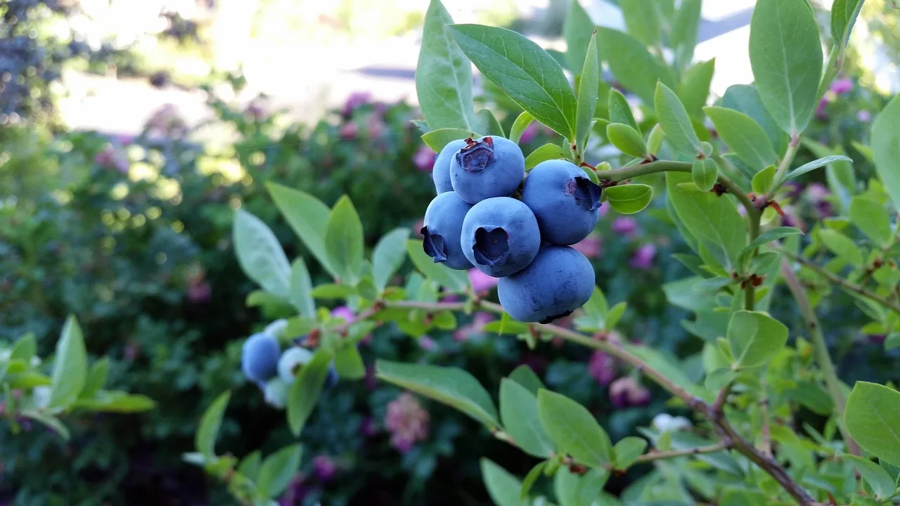 A blueberry bush in the garden