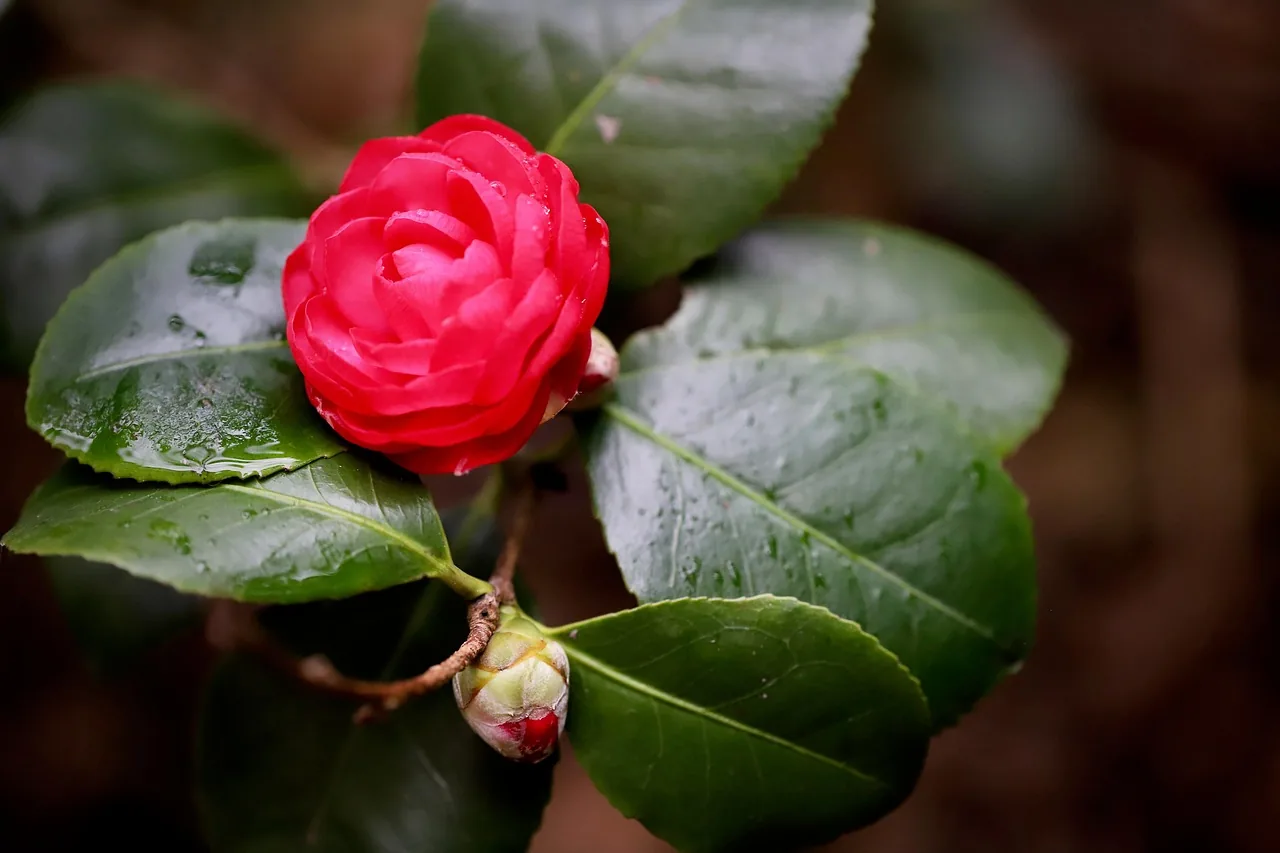 Red Camellia flower