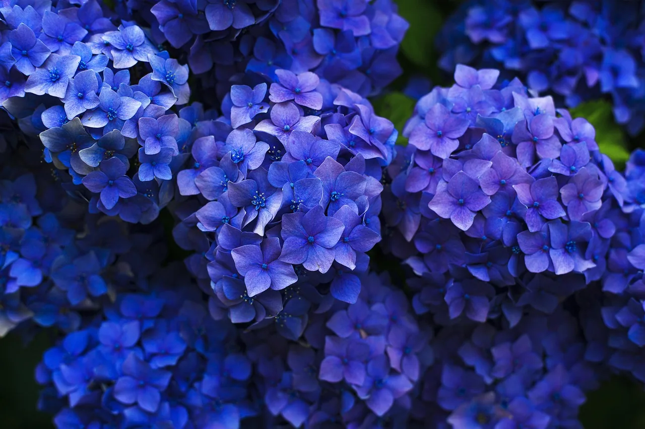 Blue hydrangea flowers for acidic soil