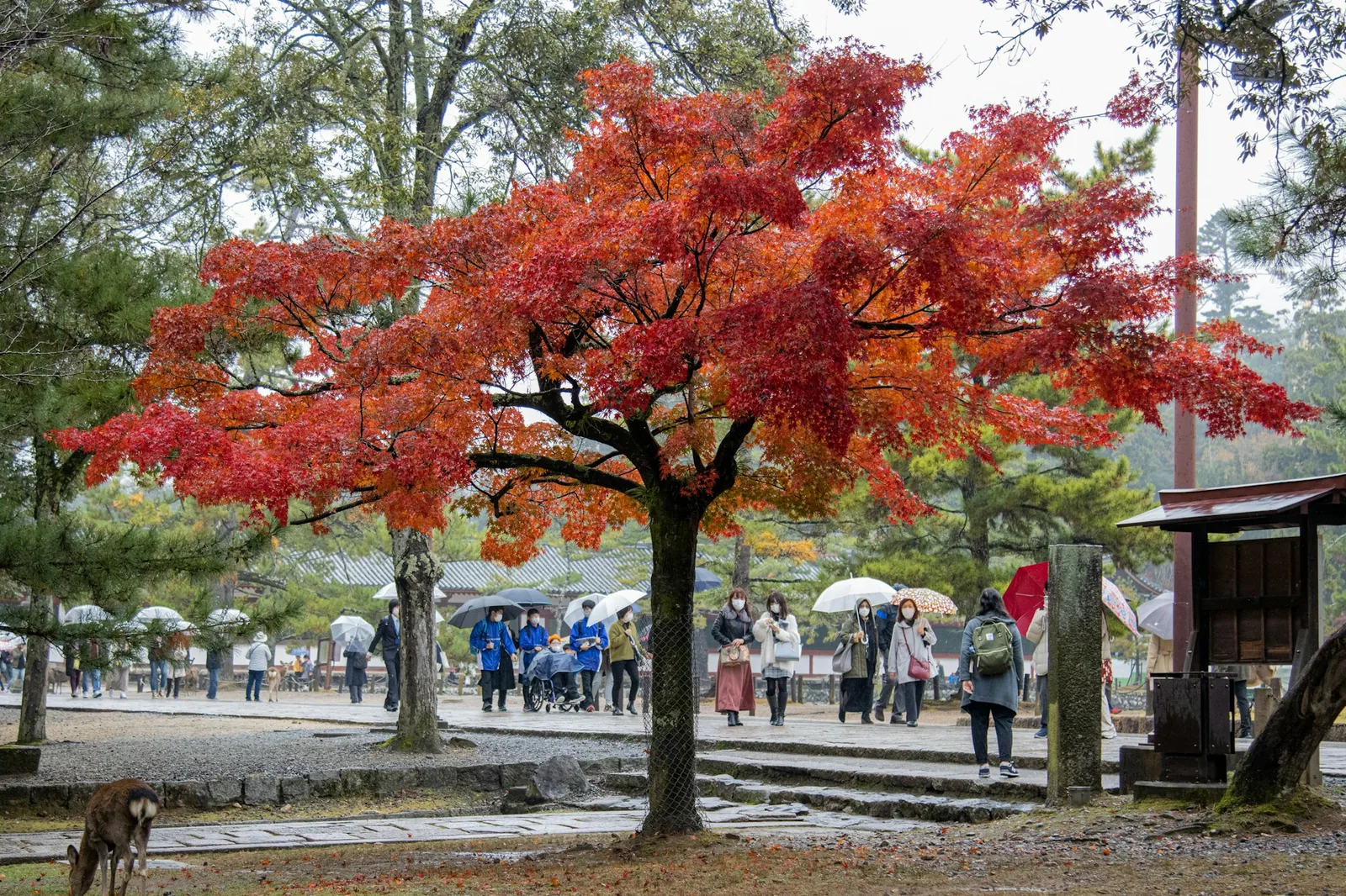 Japanese Maple with red leaves