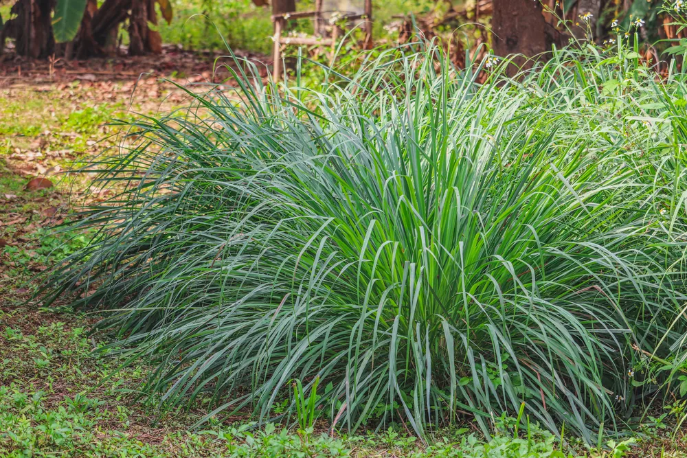 citronella-grass