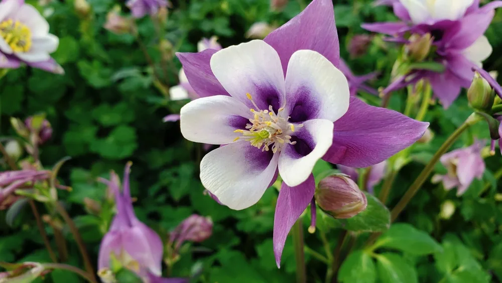 columbine