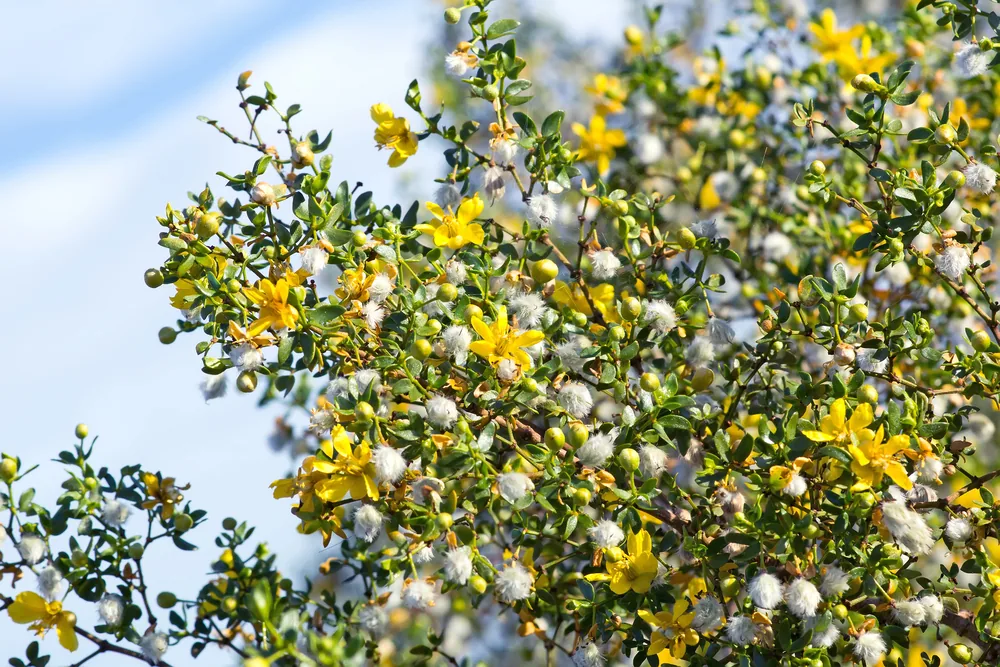 creosote-bush