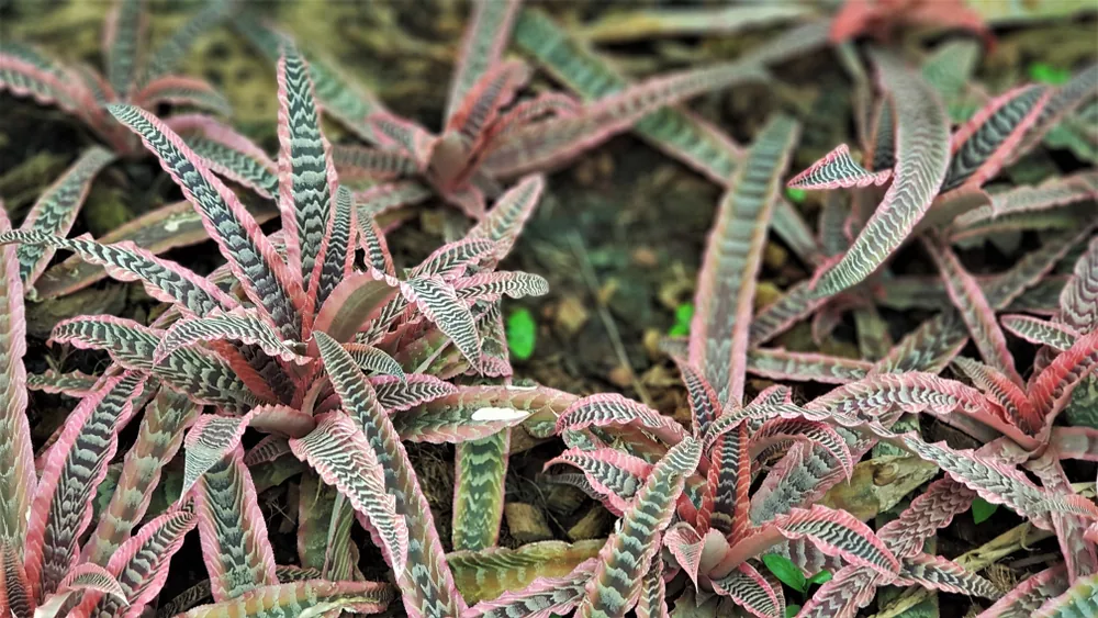 cryptanthus