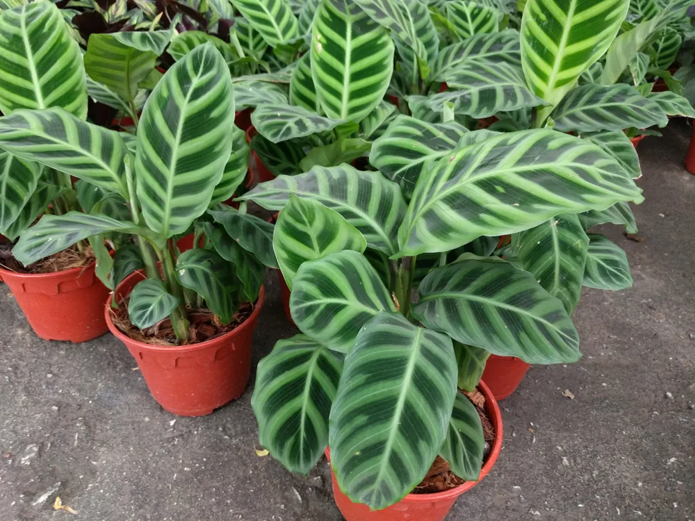 calathea
