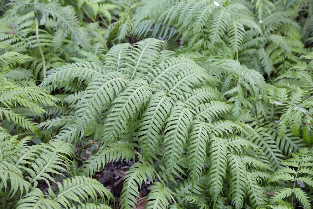 chain-fern