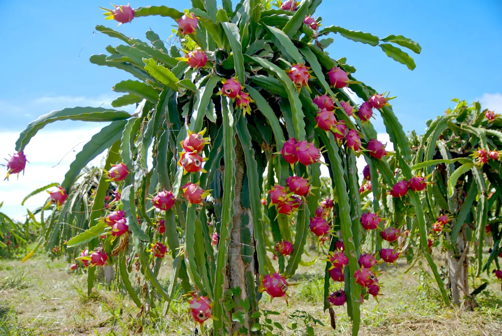 dragon-fruit-cactus