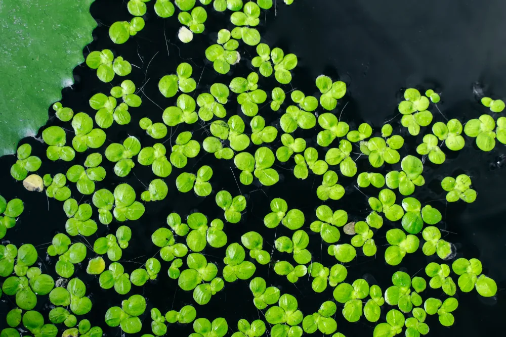 duckweed