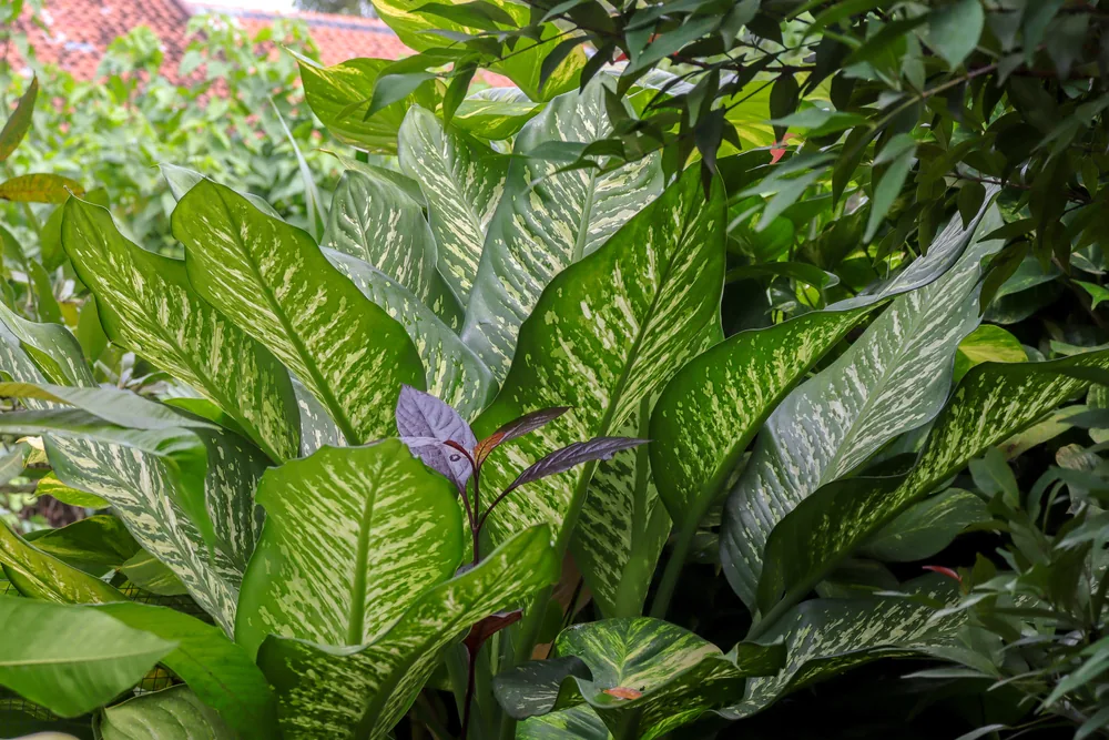 dieffenbachia