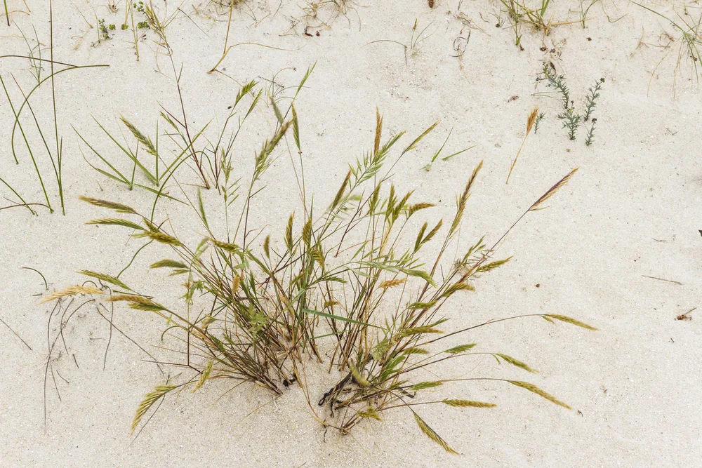 dune-fescue