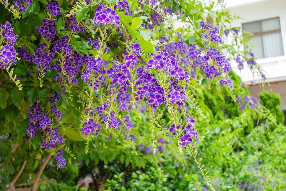 duranta