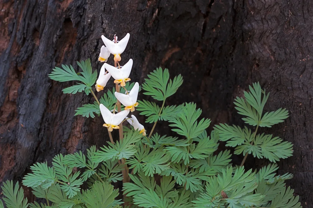 dutchman’s-breeches