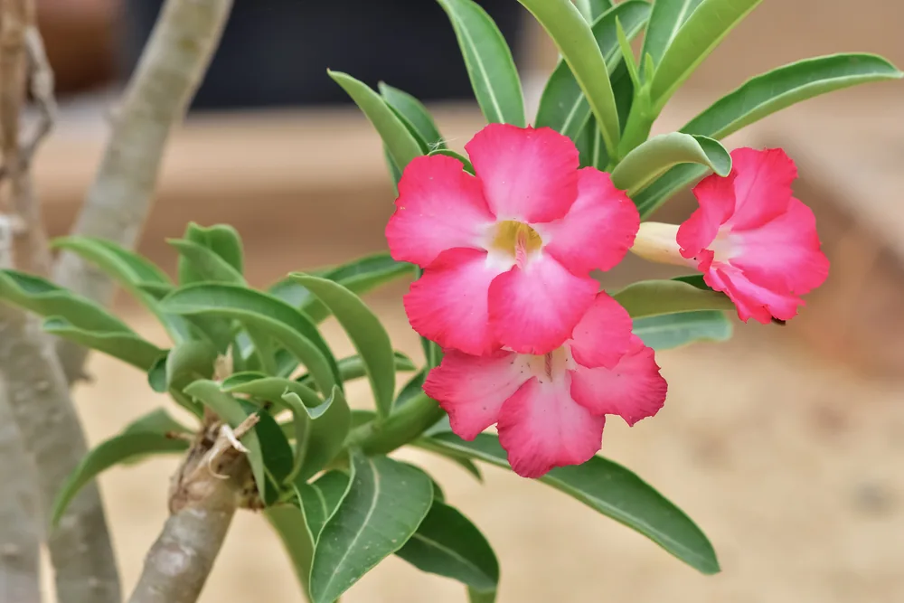 desert-rose