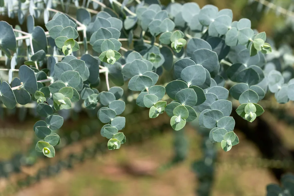 eucalyptus