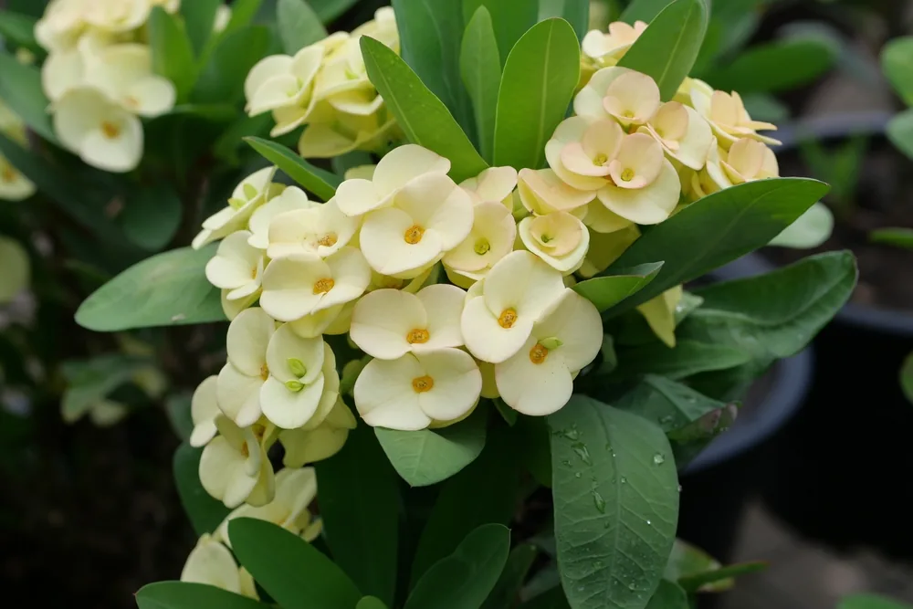 euphorbia