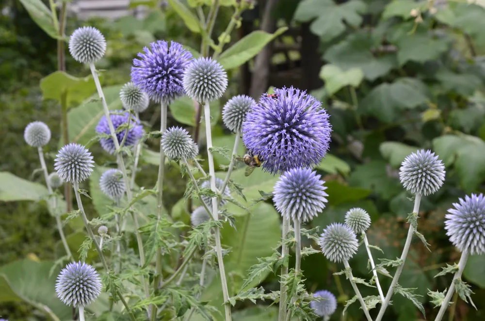 echinops