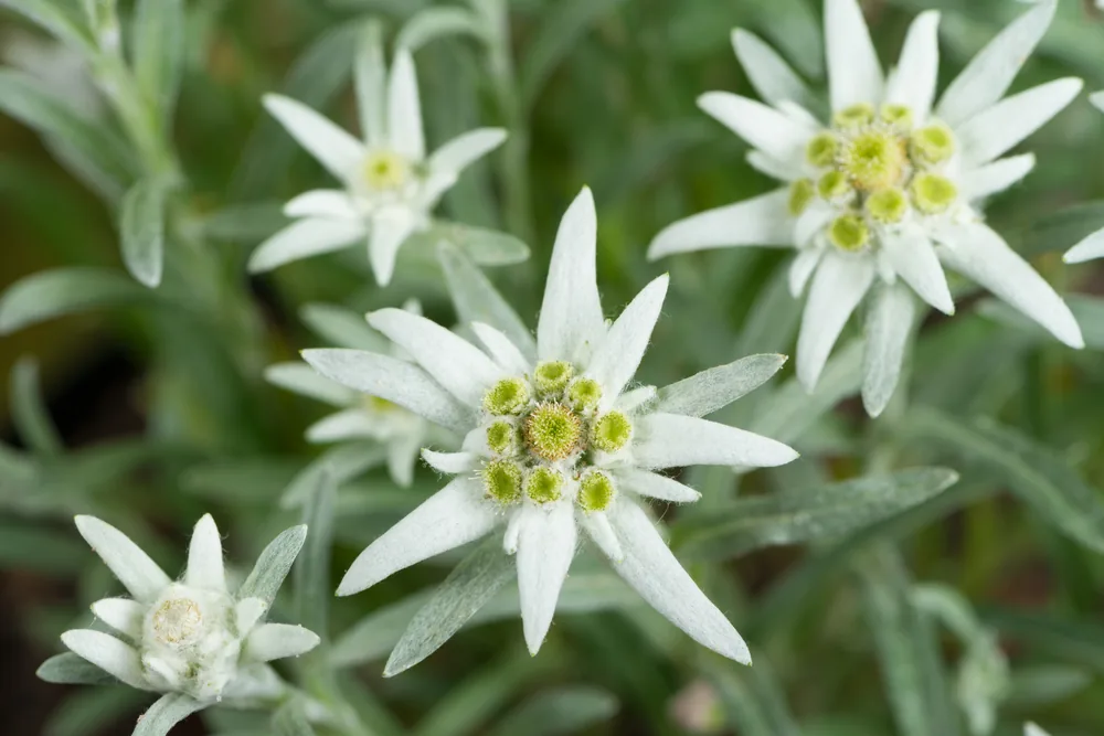 edelweiss