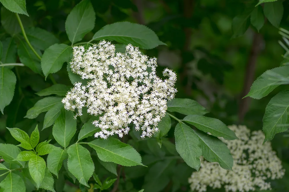 elderberry