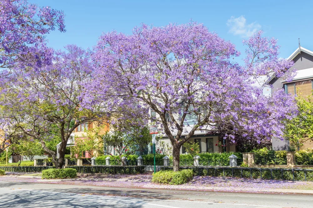 jacaranda tree