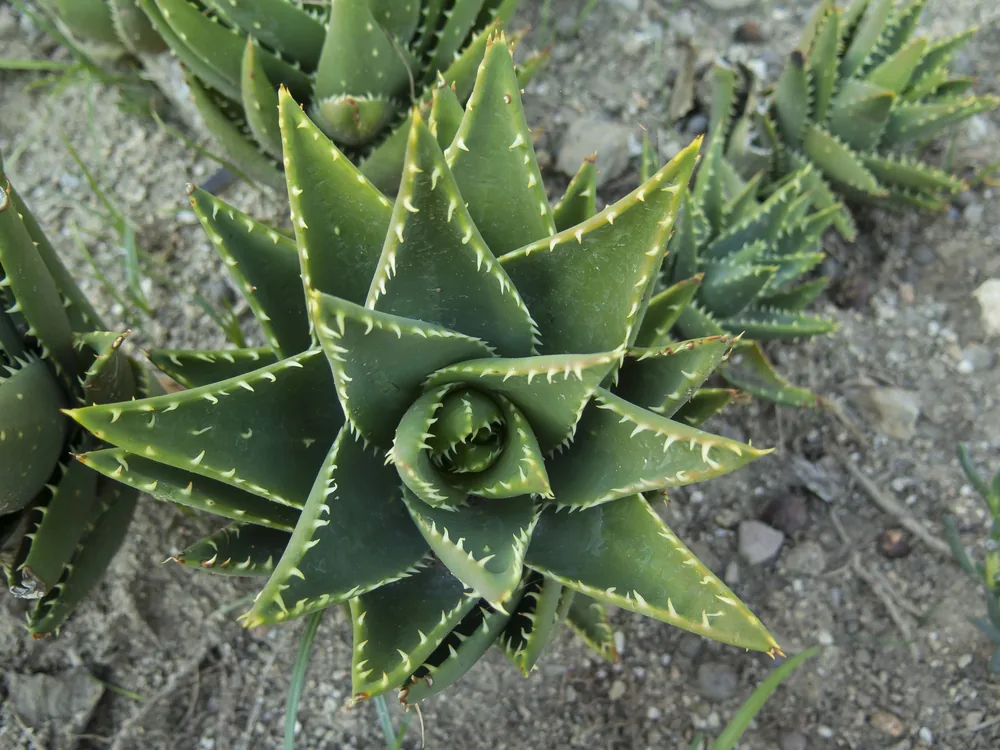 jewel aloe