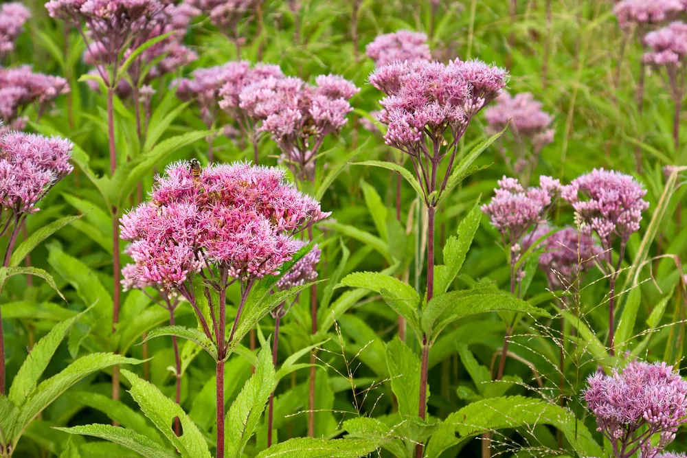 joe pye weed