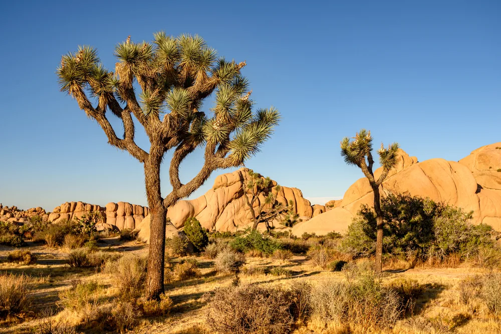 joshua tree