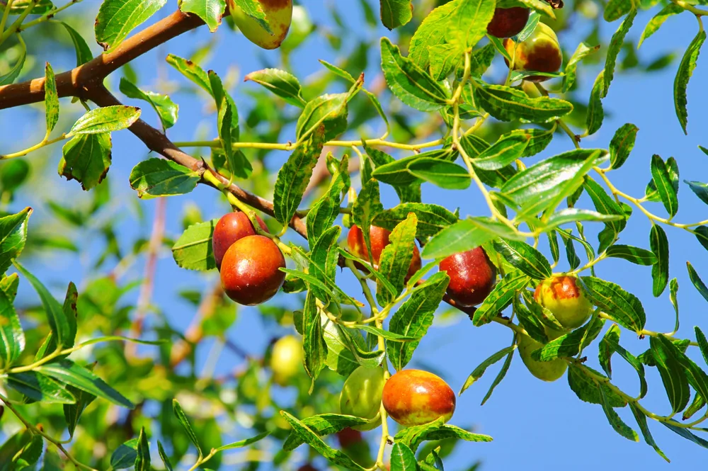 jujube tree