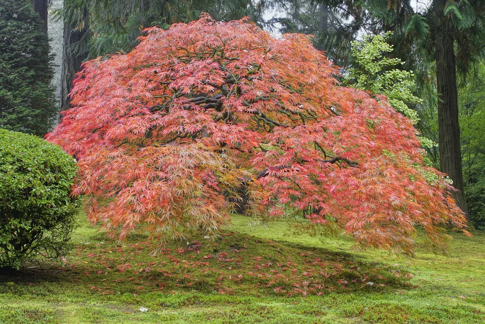japanese maple