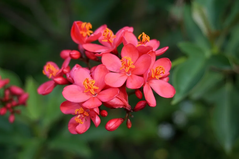 jatropha