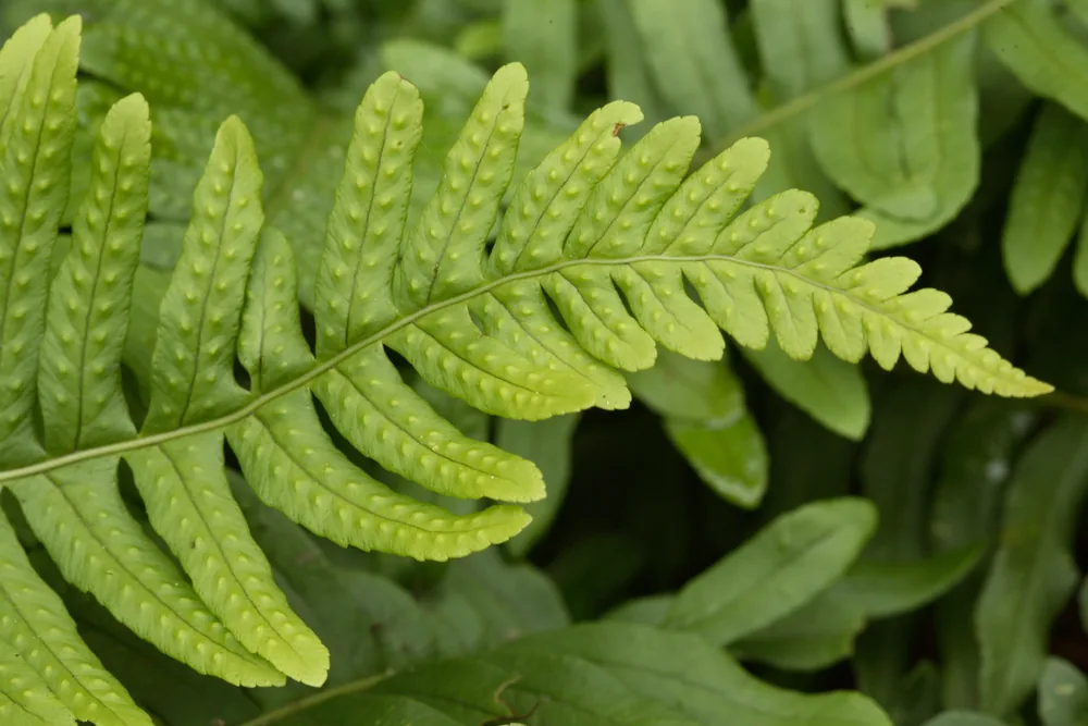 polypody fern