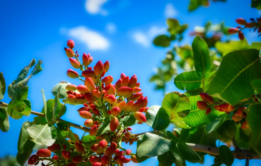 pistachio tree