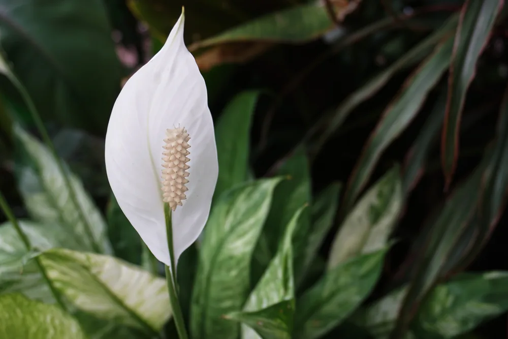 peace lily