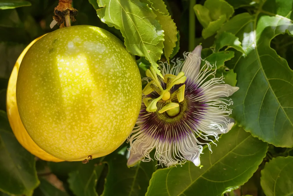 passion fruit