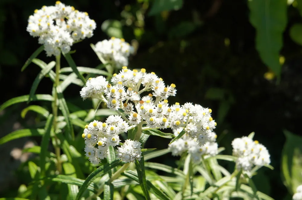 pearly everlasting