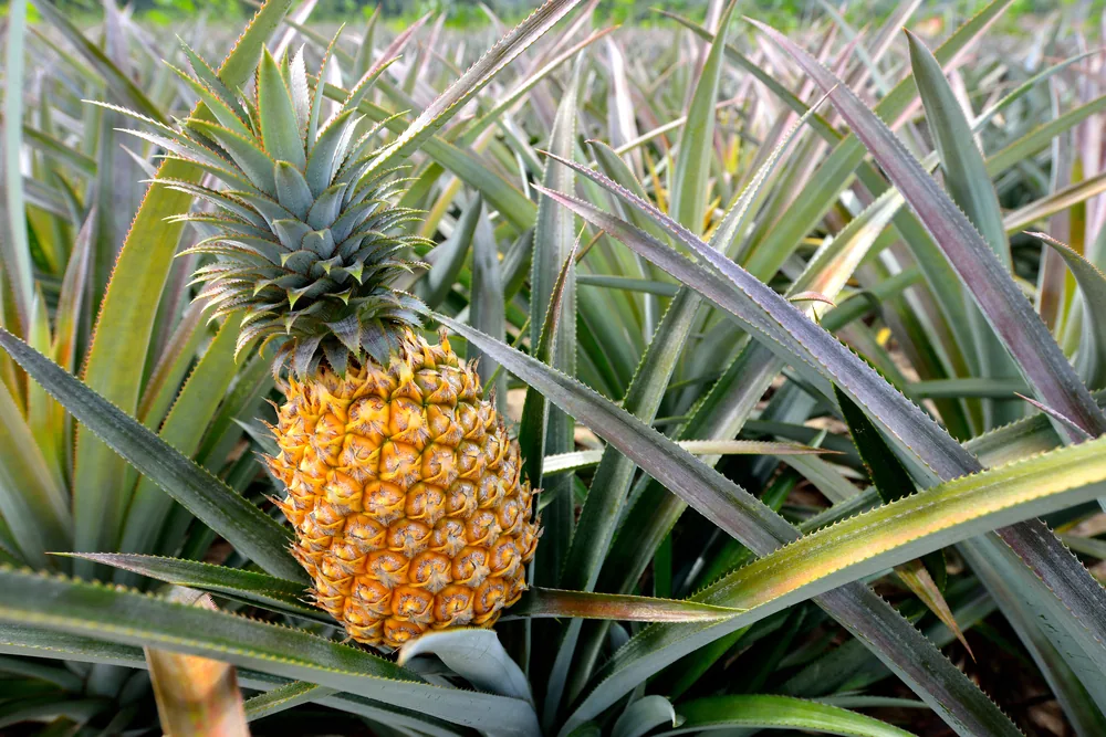 pineapple tree