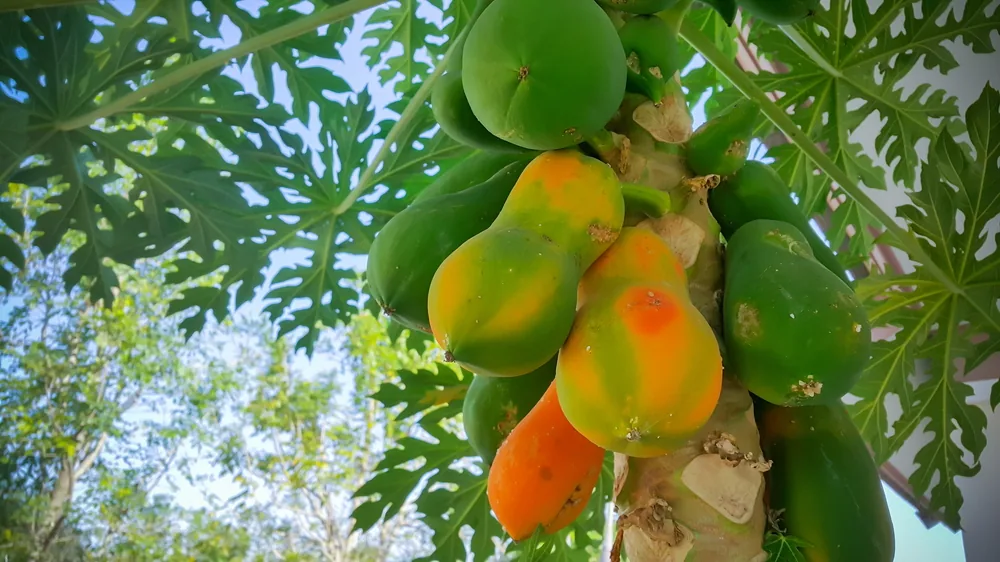 papaya tree