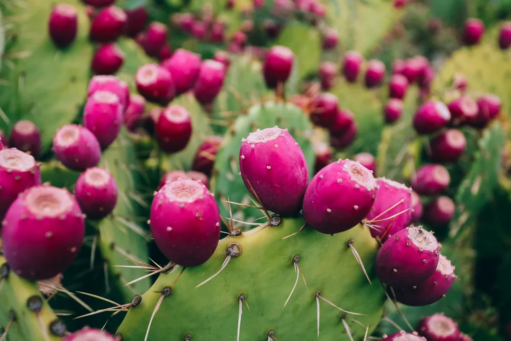 prickly pear