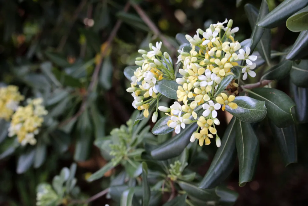 pittosporum