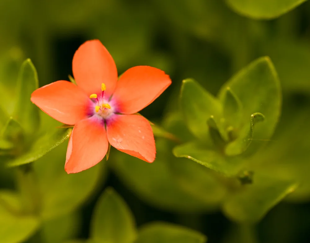 scarlet pimpernel