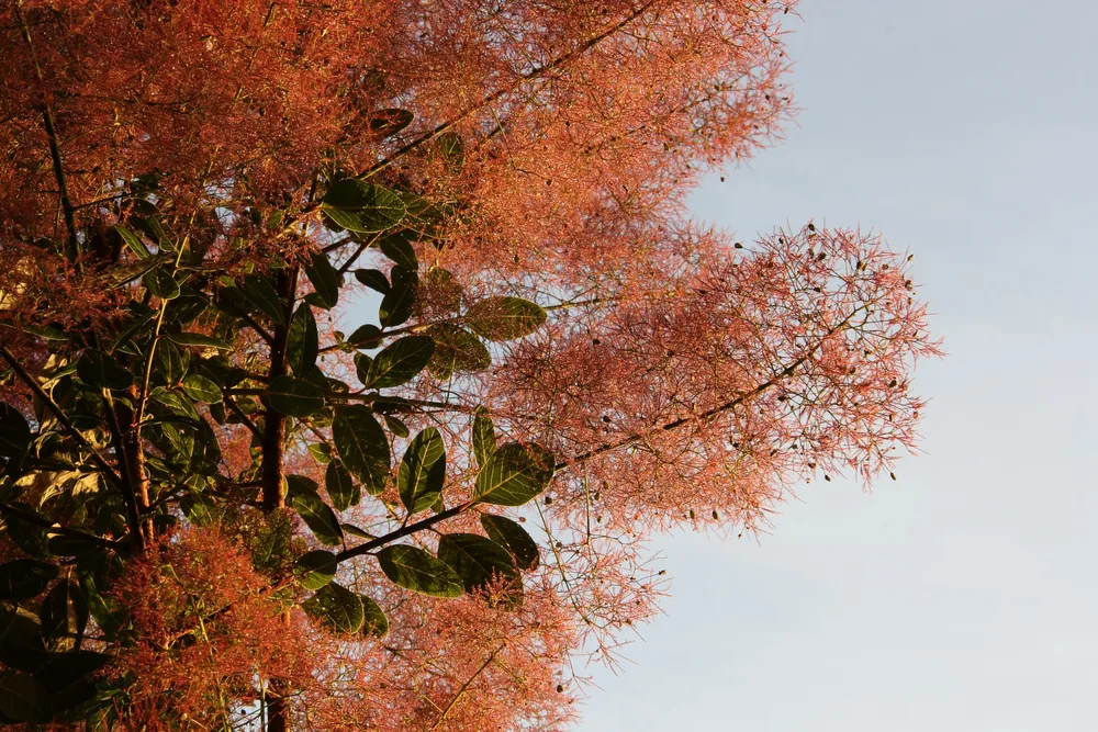 smoke tree