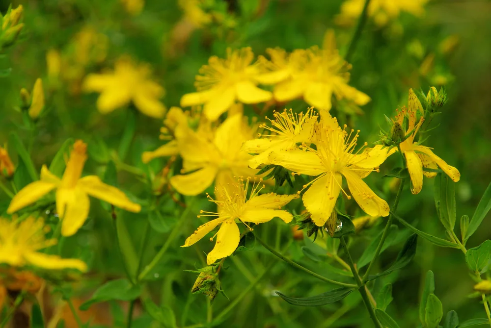 st. john‚Äôs wort