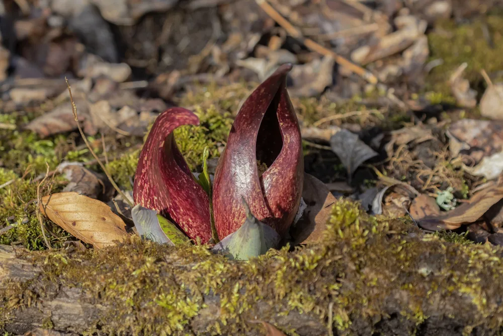 skunk cabbage