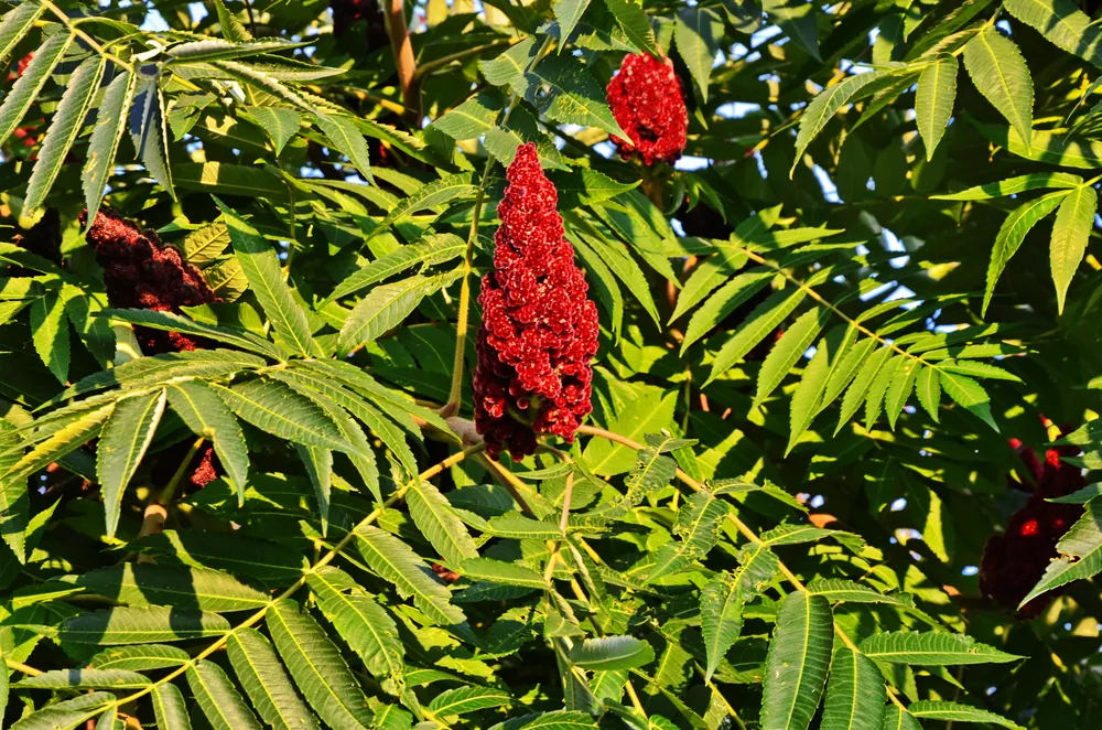 sumac