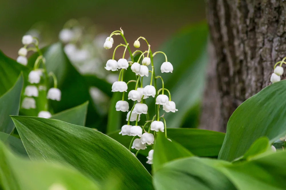lily of the valley
