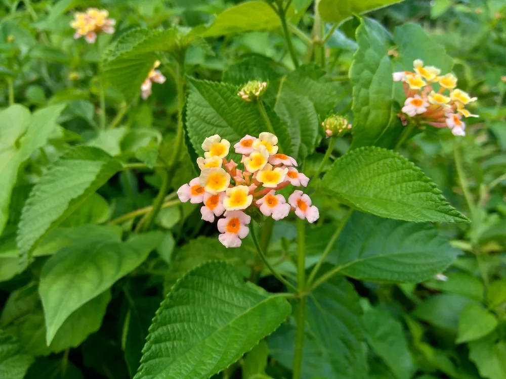 lantana