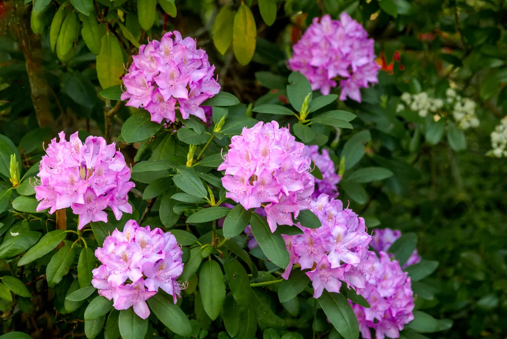rhododendron