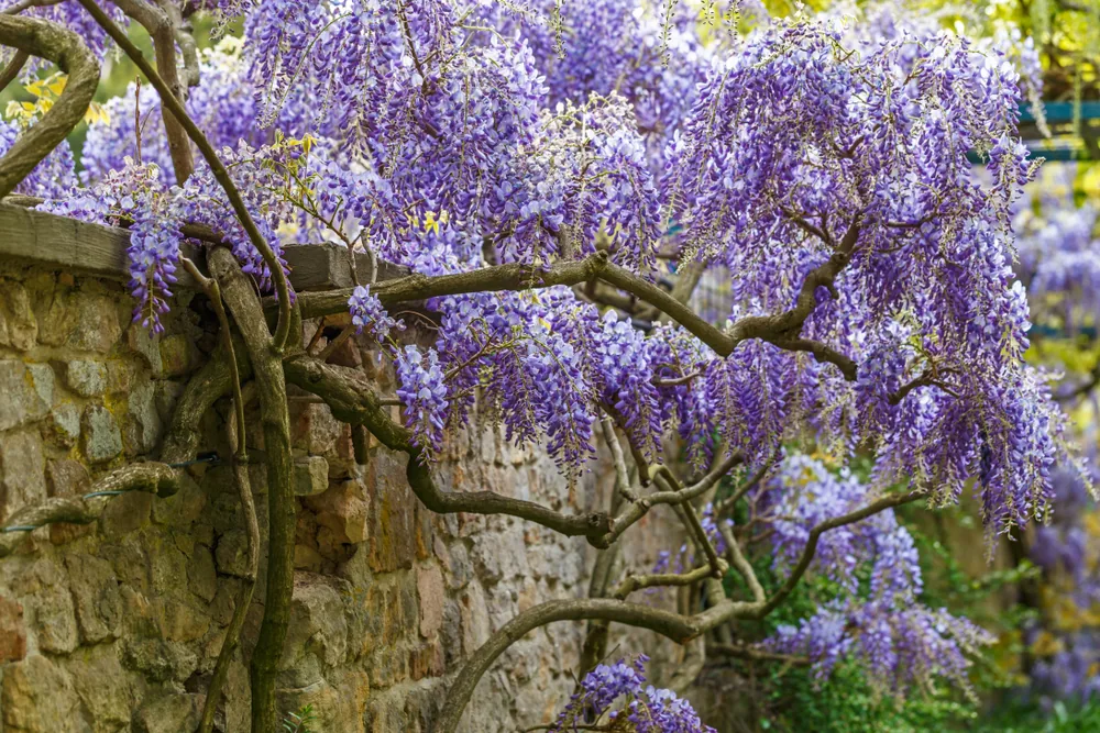 wisteria